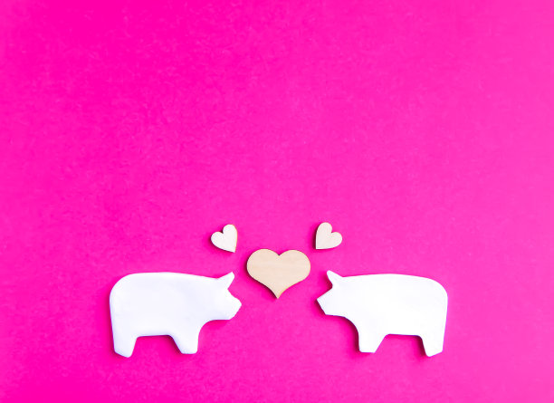 两头猪，情人节背景。图片下载