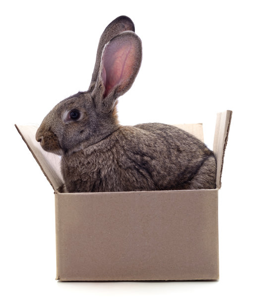 盒子里有一只棕色的兔子。图片下载
