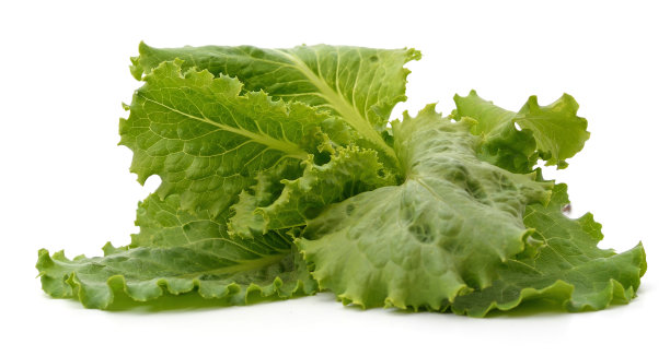 一束绿色的莴苣叶。图片下载