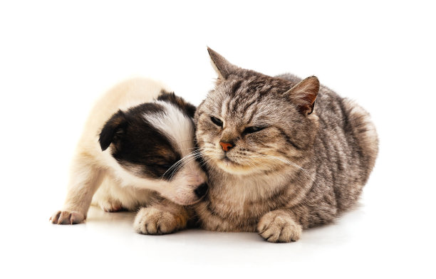 猫和小狗。图片下载