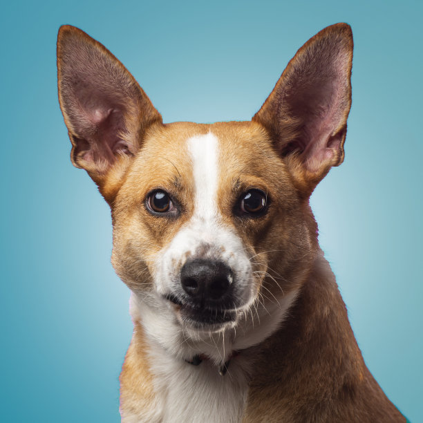 在工作室里，浅蓝色背景下的狗的肖像图片下载