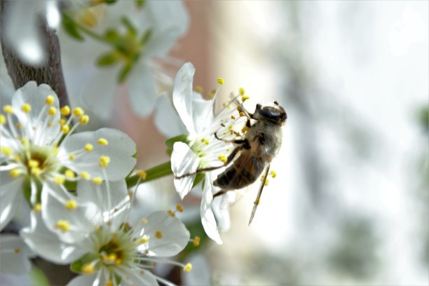 蜜蜂图片下载