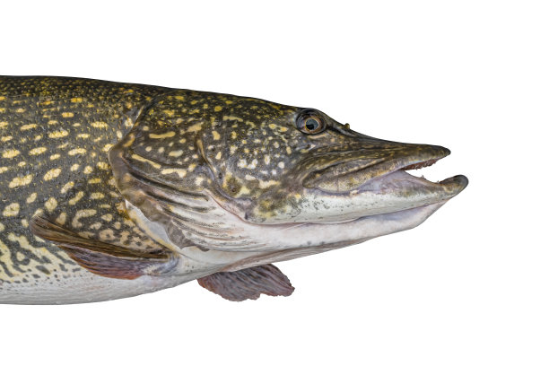 派克。活鱼头孤立在白色背景上。大梭鱼钓鱼图片下载