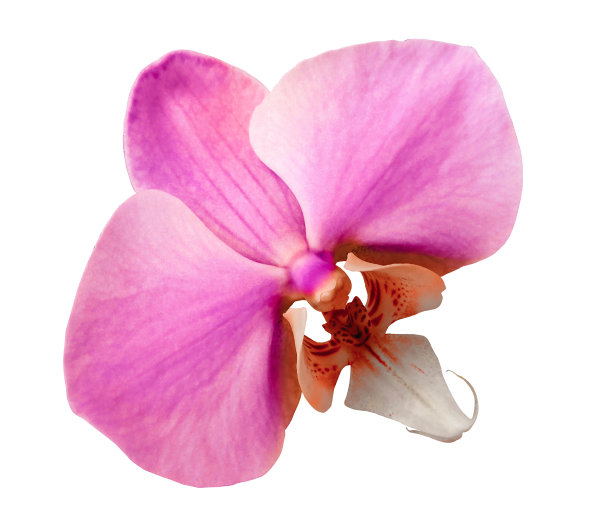 蝴蝶兰粉红色的花，白色孤立的背景与修剪路径。特写镜头。没有阴影。为设计。大自然。图片下载