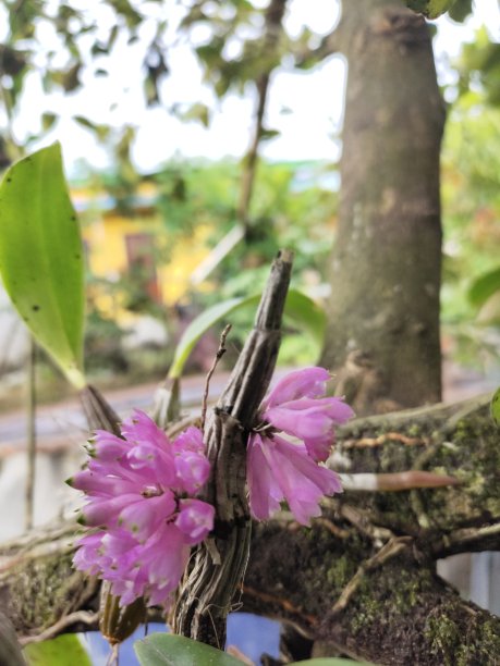 兰花的花图片下载
