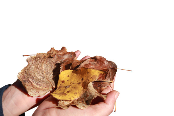 秋叶在手。自然背景。图片下载