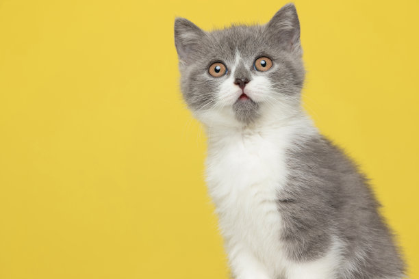 天真的英国短毛猫感到震惊图片下载