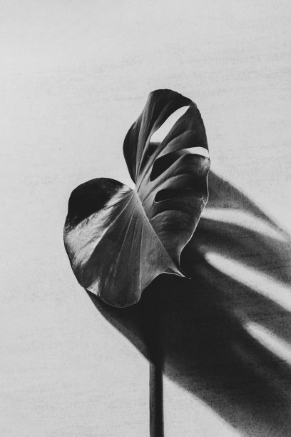 大绿叶热带怪物植物与阴影在灰色的背景，黑白照片图片下载