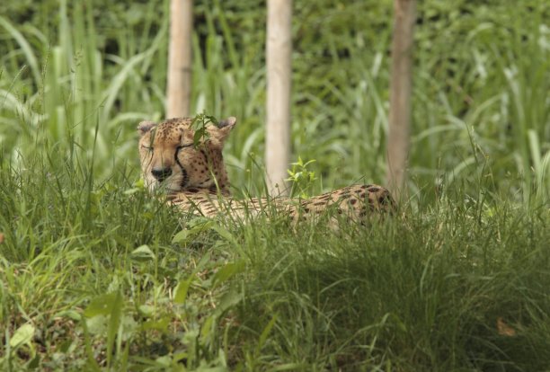 捕食的猫在它的围栏里晒太阳图片下载