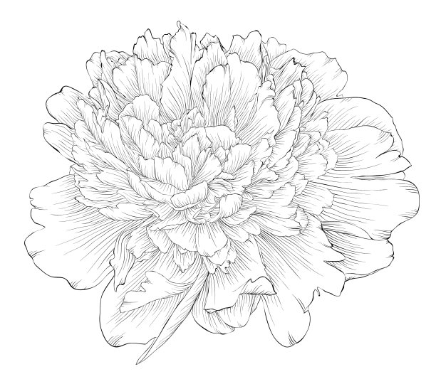 美丽的黑白牡丹花图片下载