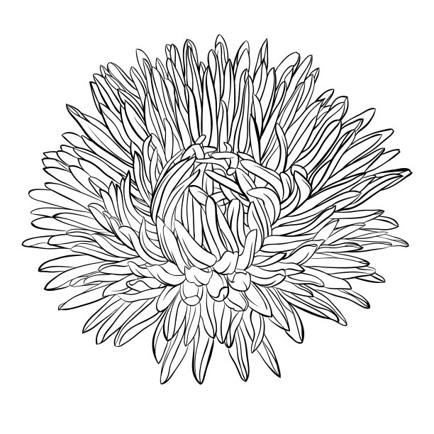 美丽的黑白紫菀花图片下载