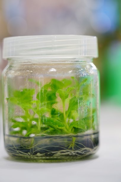 植物在一个封闭的玻璃瓶里图片下载