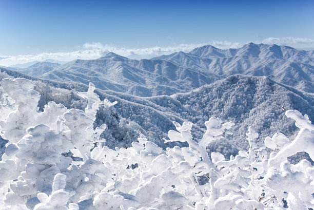 山顶上的雾凇图片下载