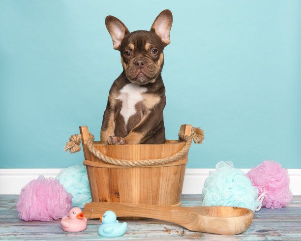 一只可爱的法国牛头犬站在蓝色背景的木制浴缸里图片下载