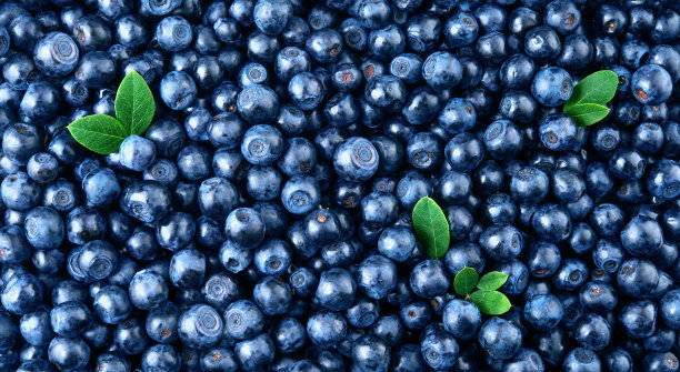 蓝莓的背景。蓝莓用树叶。蓝莓最好的观点。越桔的背景。图片下载