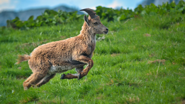 小野山羊在高山上奔跑图片下载