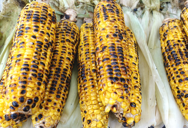 黄色玉米穗上的黑色烤谷粒。图片下载