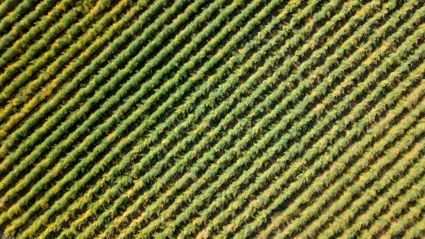 2020年10月10日，法国科尔布谢姆的秋季灌木丛图片下载