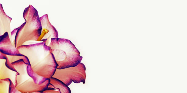 白色百合花带紫色边框，合花瓣的牡丹百合。自然花卉背景与复制空间。图片下载