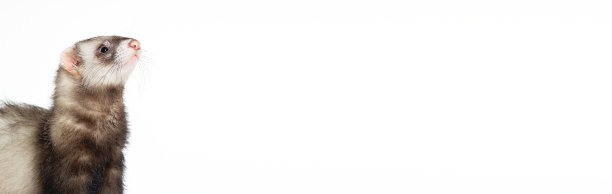 雪貂坐在白色背景前看着别处图片下载