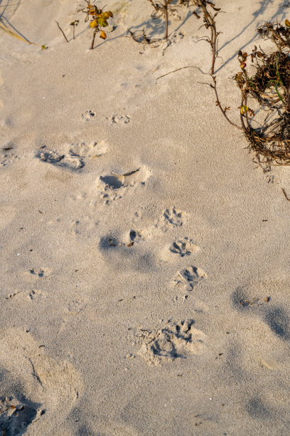 沙滩上有狗爪留下的脚印。照片来自瑞典斯堪尼亚的洛马海滩图片下载