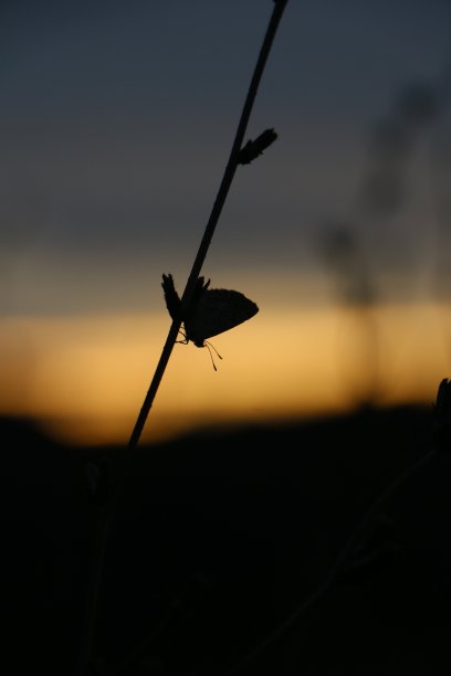 蝴蝶的剪影图片下载