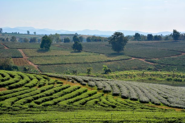 令人惊叹的茶园景观在日落/日出时间。蓝天的自然背景图片下载
