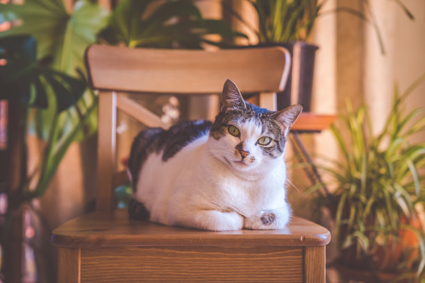 菲菲，那只斑猫图片下载