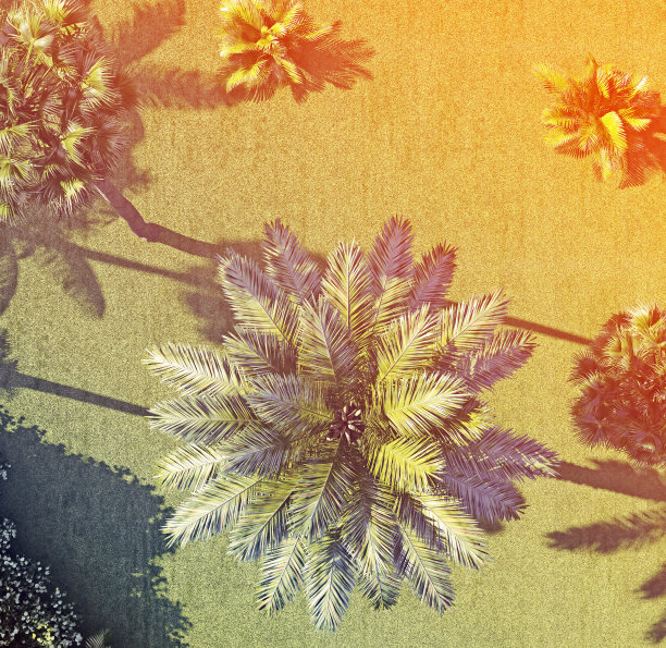 热带植物中的一种树。前视图。三维渲染图片下载