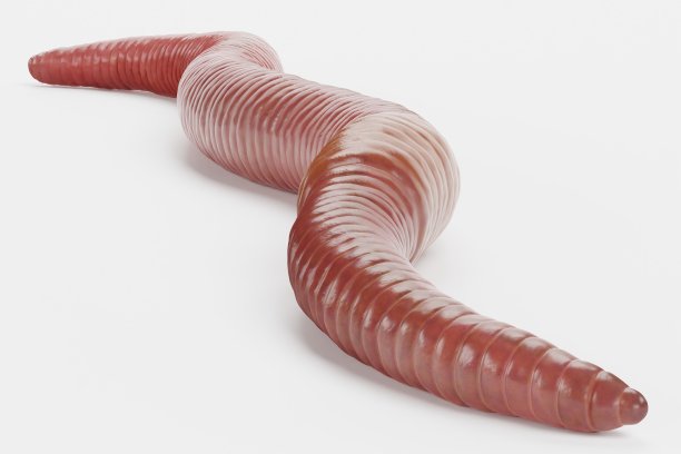 逼真的3D渲染蚯蚓图片下载