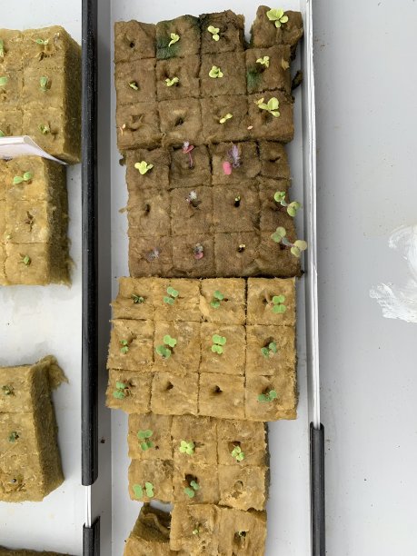 水培羽衣甘蓝种子，羽衣甘蓝种子图片下载