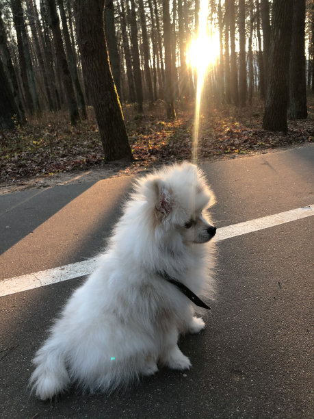 神秘森林里的日落图片下载