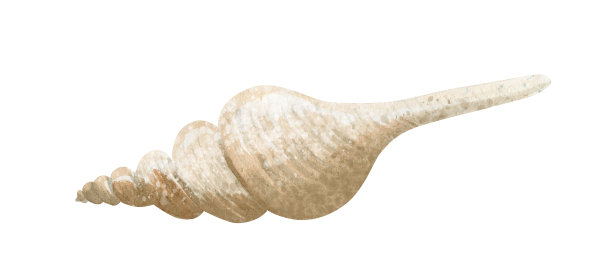 手绘水彩插图的贝壳在白色的背景图片下载