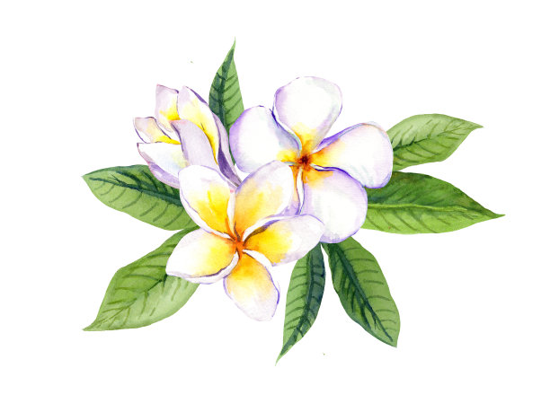 鸡蛋花开有叶。水彩素材图片