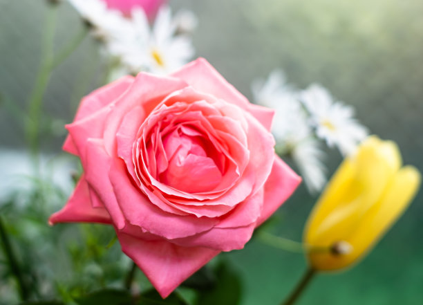 红色艳丽的重瓣玫瑰花图片下载