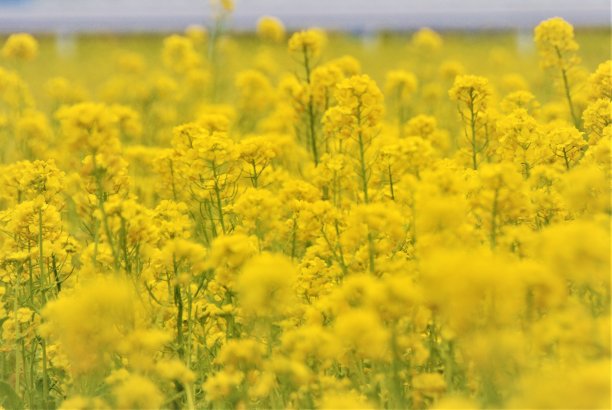 油菜花图片下载