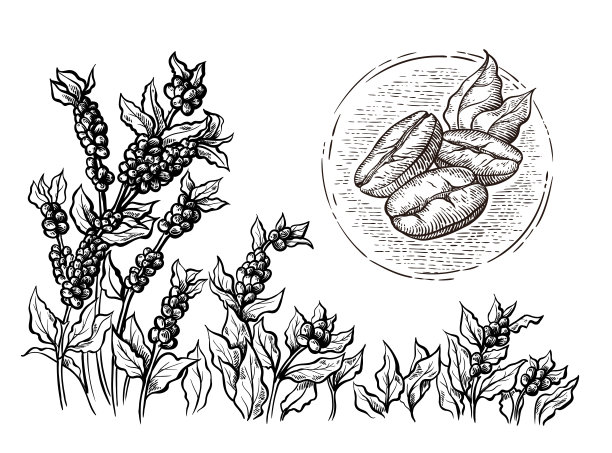 咖啡种植园景观和咖啡豆宏图形风格手绘矢量图片下载