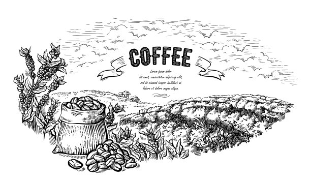 咖啡种植园景观袋和灌木在图形风格手绘矢量。图片下载