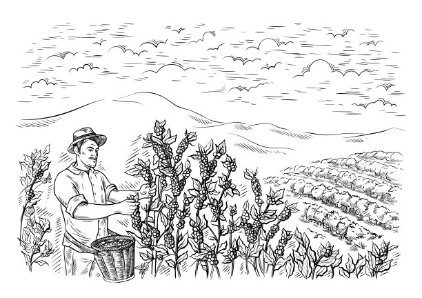 男子采集者在图形风格手绘矢量的咖啡种植园景观中收获咖啡图片下载