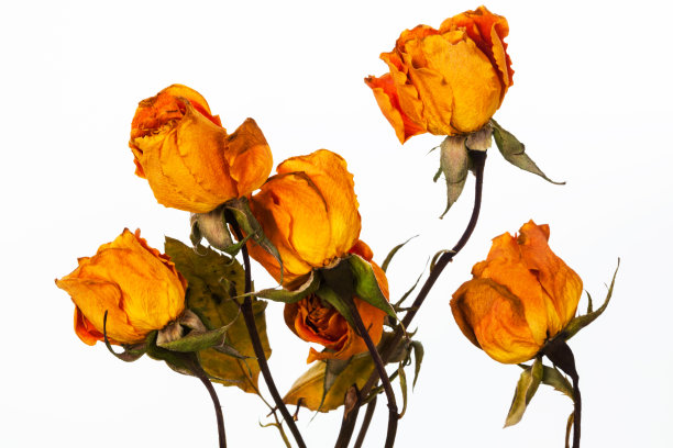 白色背景上的黄色干玫瑰图片下载