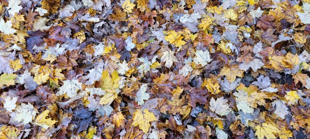 秋天的落叶图片下载