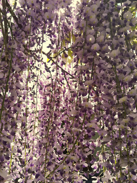 紫藤多花植物图片下载