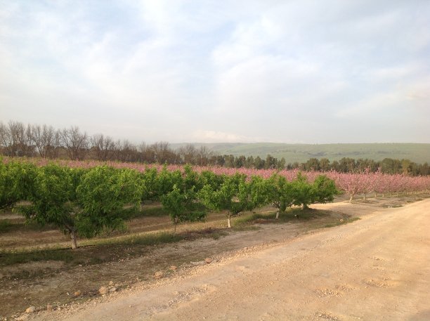 春天加利利在柔和的夕阳下盛开的果园图片下载