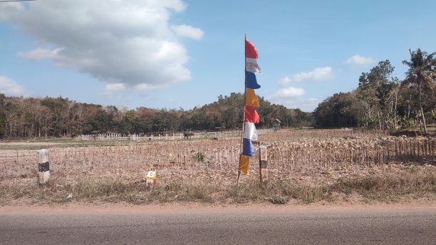 干稻田与旗帜与街道股票照片图片下载