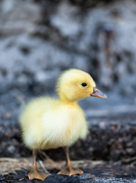 小鸭子图片下载