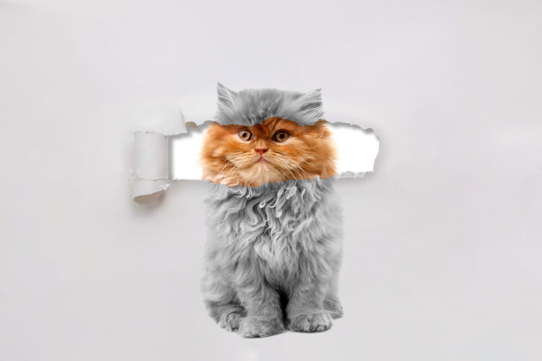 撕破的纸上的猫的肖像图片下载