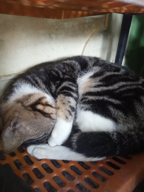 一只沉睡的猫图片下载