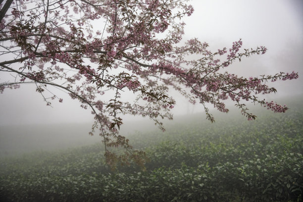 美丽的樱花盛开在越南沙巴的茶山图片下载