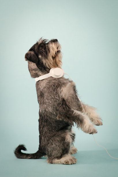 一只滑稽的米特尔雪纳瑞用后腿站立，脖子上戴着白色耳机，向上看。在浅蓝色背景上拍摄的一个工作室的侧视图。近距离图片下载