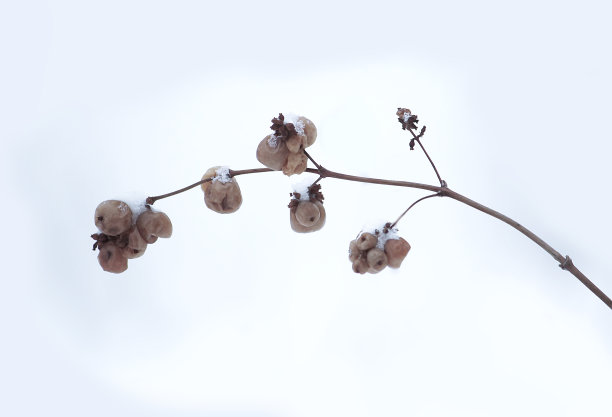 雪莓植物在雪户外。草地在冬季。Symphoricarpos浆果。素材图片